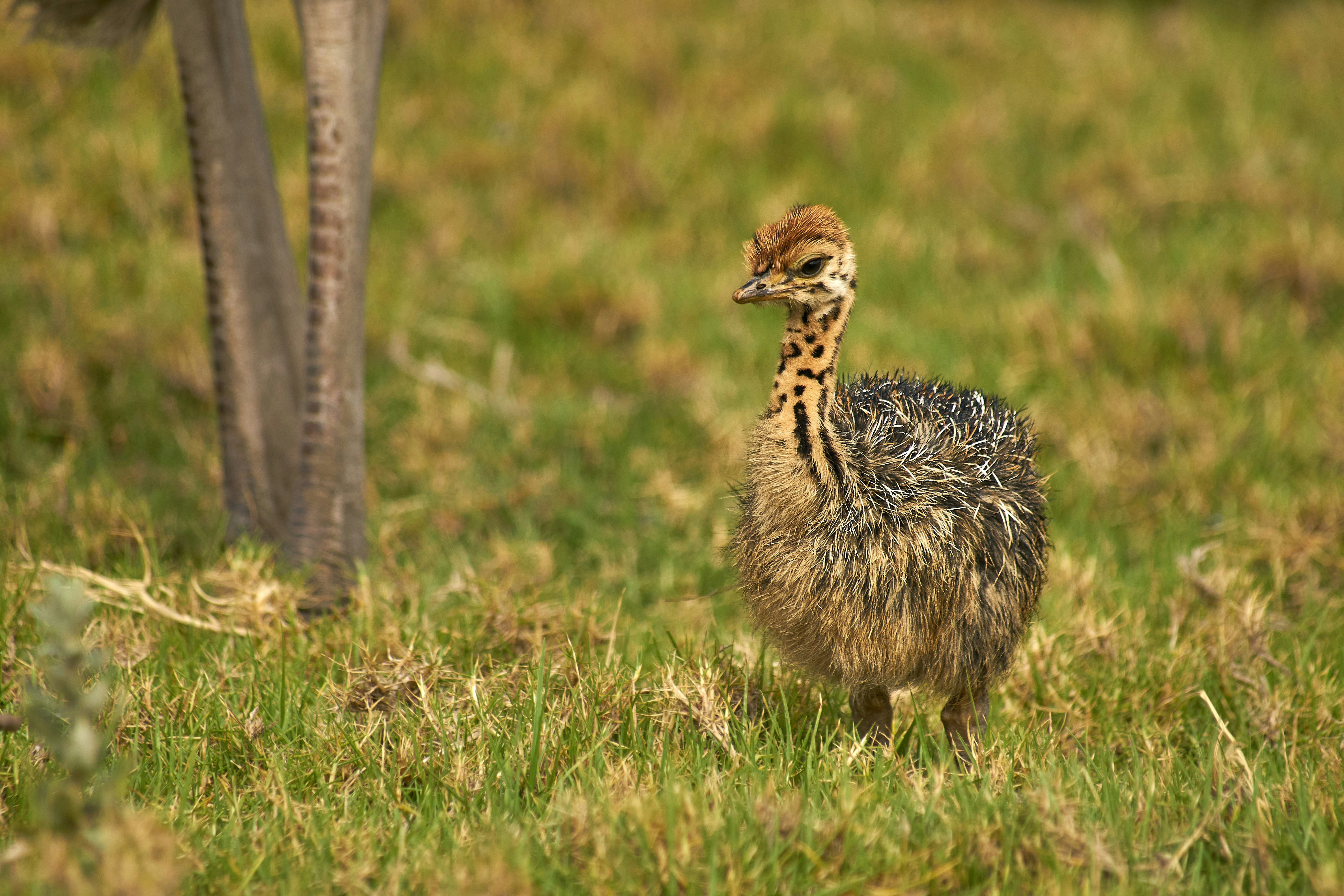 brown and black ostrich on green grass field during daytime